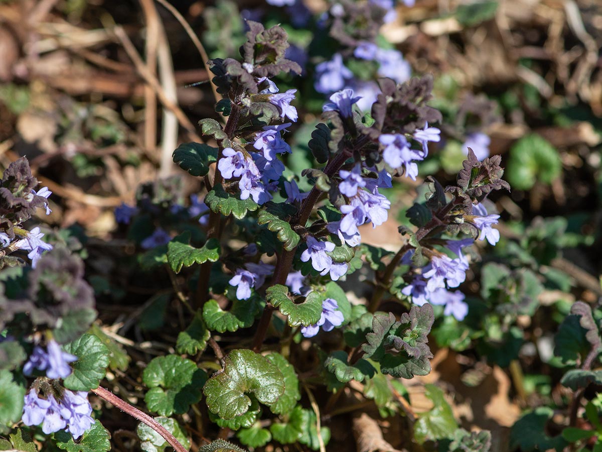 Habitus